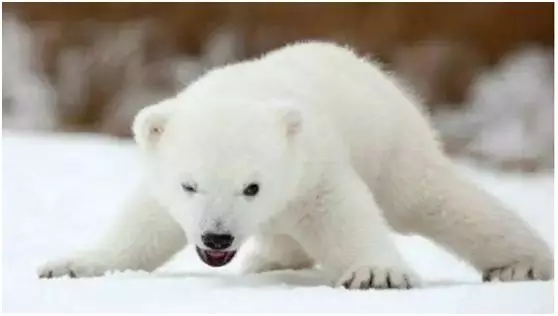 北极熊应有的样子.jpg